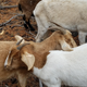 Firefighting goats. Image: Renee Lewis